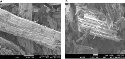 Effect of Pyrolysis Temperature on PhysicoChemical Properties and Acoustic-Based Amination of Biochar for Efficient CO2 Adsorption